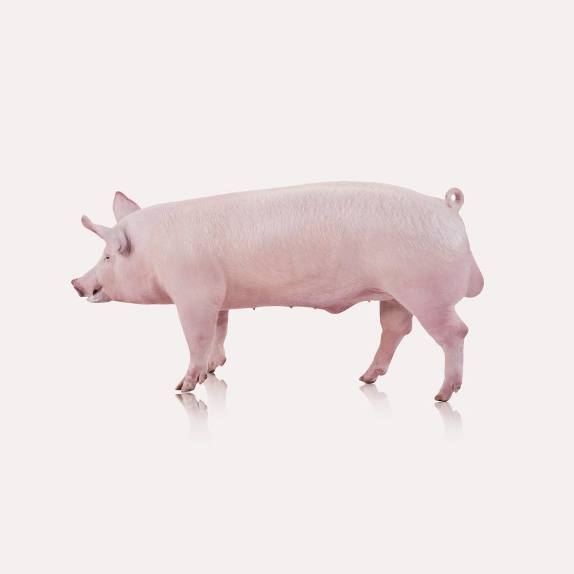 prodotti_maschile_c21