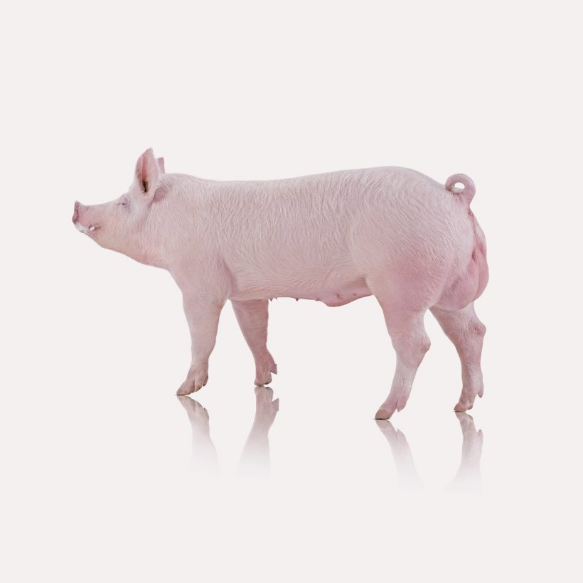 prodotti_maschile_r+