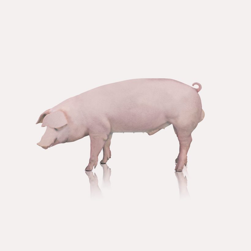 prodotti_maschile_storico